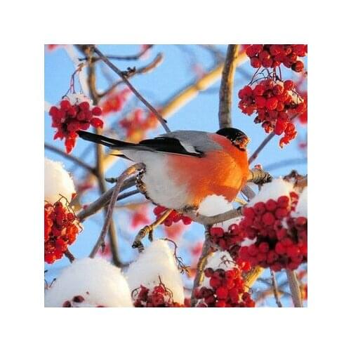 Diamond Painting Parus Davidi Bird 5d Diy Mosaic Full Square Round Drill Diamant Of Rhinestone Daimond Embroidery Pictures Sale