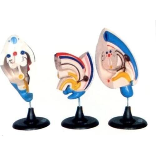Fetus Urinary system formation model Tissue embryo model 3pcs set free shipping