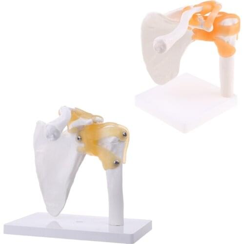 Functional Anatomical Life Size Human Anatomy Skeleton Shoulder Joint Bone Muscle Model For Teaching Study Tool M5TE