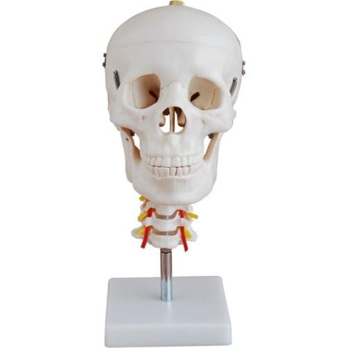 Human Skull with cervical spine model occipital skull model orthopedic skeleton model