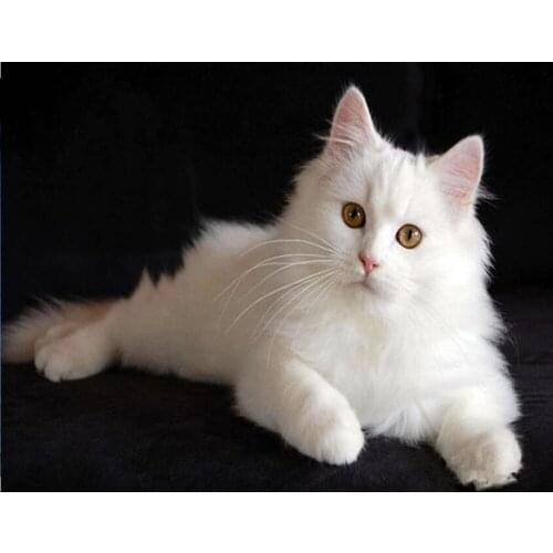 5D Square/Round Diamond Embroidery Animal White kitten Patterns Diamond Mosaic DIY Diamond Painting Bead Full Rhinestones DF201