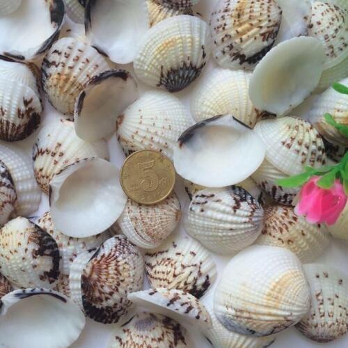 Natural shell small clam sallei derlook yangtz fish tank aquarium decoration 2-3cm