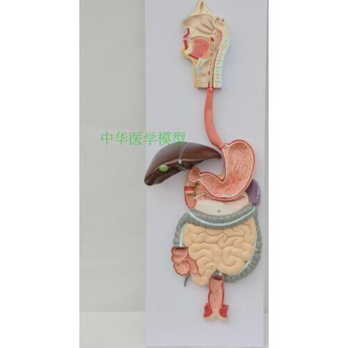 Digestive system model respiratory system liver stomach anatomy large intestine model rectal model gastroenterology