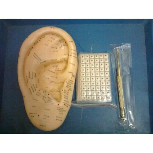 English ear press seed Auricular Vaccaria seed with ear probe 600pcs paste 17cm Silica gel ear model