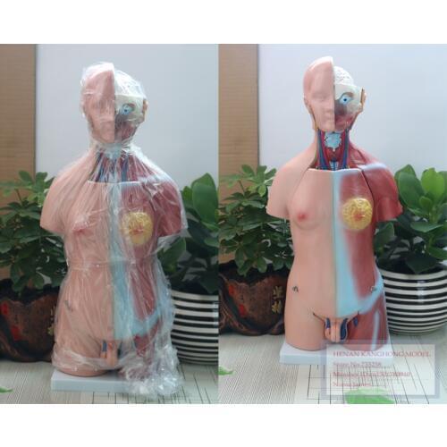 45CM Unisex Torso 23 Parts,The Human Body Anatomy Teaching Model