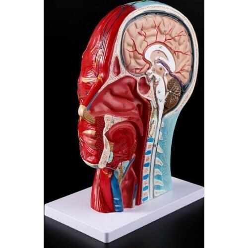 Human Anatomical Half Head Face Anatomy Brain Neck Median Section Study Model Nerve Blood Vessel For Teaching G6DD