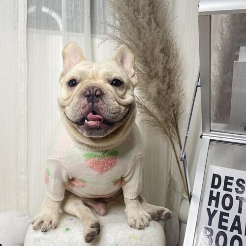 Cute Peach dog sweater dogs clothes