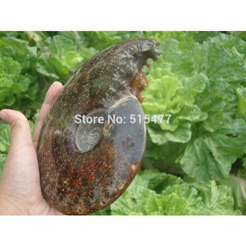 960g Natural conch fossil specimens of Madagascar