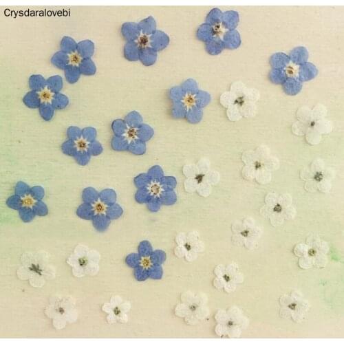 200pcs Pressed Dried Blue Myosotis Sylvatica Forgetmenot For Epoxy Resin Pendant Necklace Jewelry Making Craft DIY Accessories