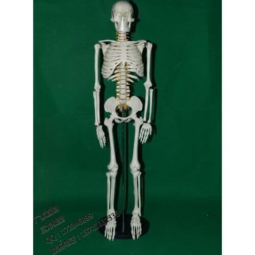 85cm human skeleton modle spine model human body model skull model