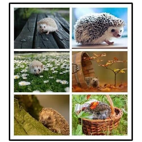 LIPHISFUN Full Drill Diamond Painting Handmade Cross Stitch Embroidery Square/round DIY Animal Cute Hedgehog