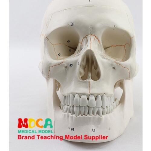 Medical human digital identification skull skull model nerve Department of orthopedics MTG005