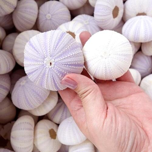 10pcs Natural Sea Urchin Shell Conch Tillandsia Potted Plant Home Decoration