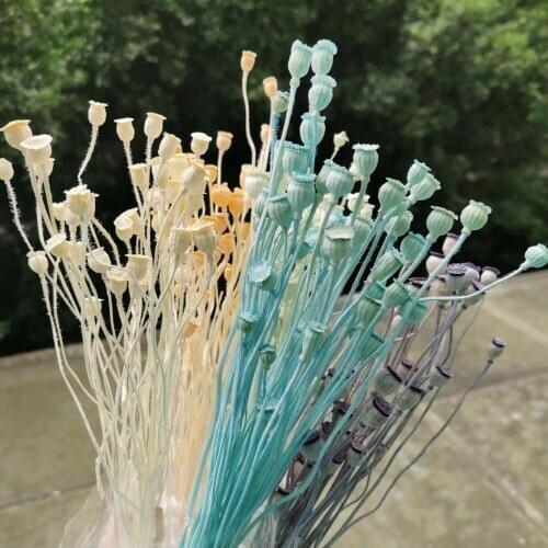 1cm,30pcs head/25-30cm,Natural Dried Campanula Flower,Eternal corn poppy arrange flowers for Wedding Home Decoration Accessories