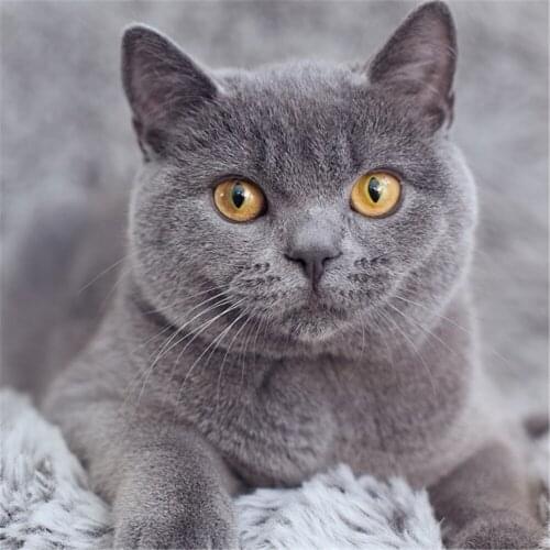 Animal Cat DIY 11CT Embroidery Cross Stitch Kits Needlework Craft Set Printed Canvas Cotton Thread Home Decoration Hot Design