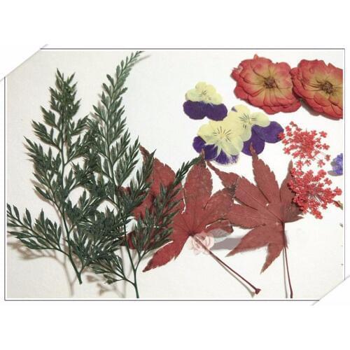 100pcs Assorted Dried Pressed Flowers+Leaf Plant Herbarium For Jewelry Photo Frame Phone Case Craft Making Accessories Mix-3