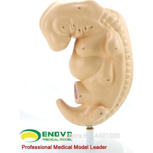ENOVO A model of embryonal model of embryonated embryo in the embryo model of the medical human body