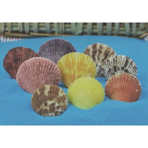 100pcs 3-5cm Natural Pectinid Scallops For Fantasy Miniatures Fairy Garden Gnome Moss Terrarium Decoration Crafts Bonsai DIY