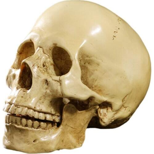 Model 1: 1 Resin Skull Anatomical Teaching Decoration Yellow