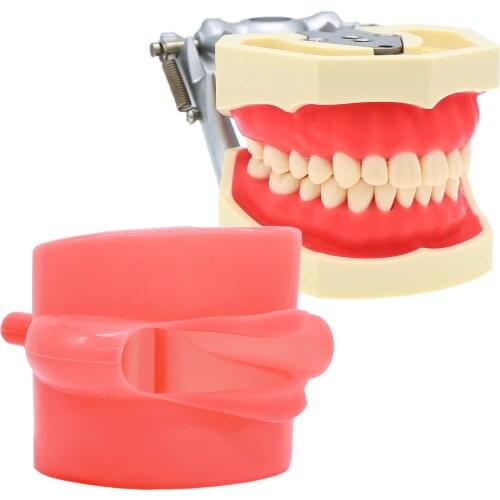 Dental Anatomy Model Simulation Cheek Kilgore Nissin 28 Pcs Removable Teeth Teaching Study Model M8011