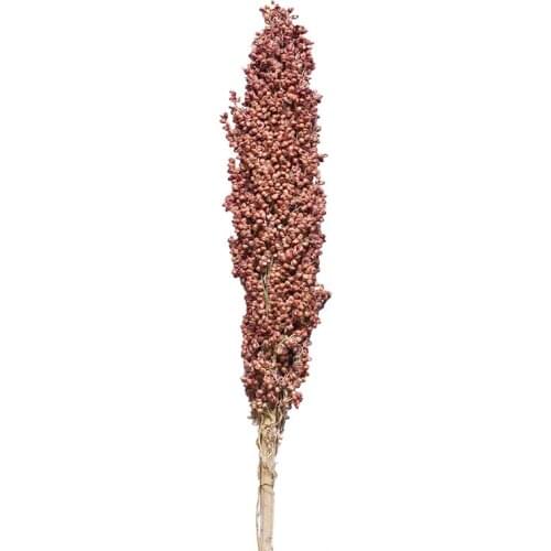 5pcs Natural Dried Sorghum Flower Real Plant Sorghum Bunch DIY Flower Wedding Floral Home Decoration No Vase