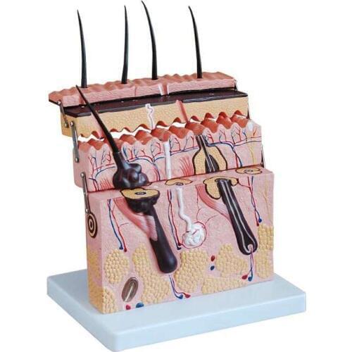 Skin model skin structure enlargement model hierarchy structure anatomy micro plastic surgery teaching aesthetic medicine
