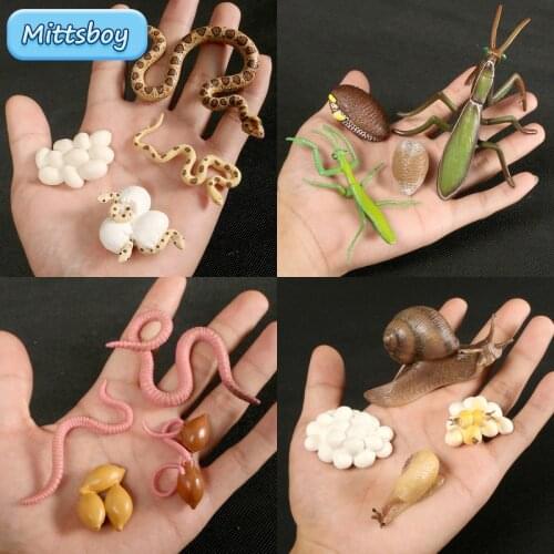 Simulation Wild Animal Growth Cycle Zoo Model Toy Set Cobra Snails Ant Action Figure Cognition Educational Toy for Children Gift
