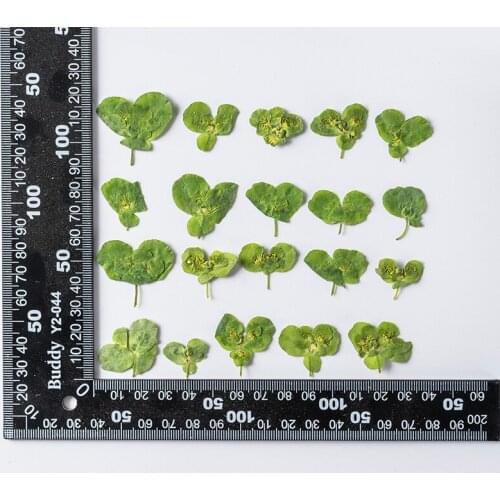 120pcs Natural Pressed Dried Flower Sun Euphorbia Herb Plants Herbarium For Epoxy Resin Jewelry Making Makeup Nail Art Craft DIY