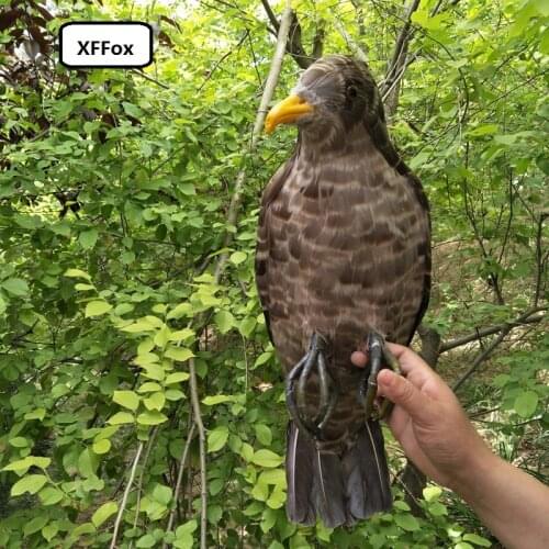 Big real life eagle bird model foam&feather simulation filming bird gift about 45cm xf0776