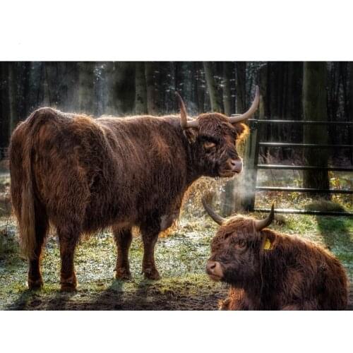 Full Square Round Diamond Mosaic Animals Picture Of Rhinestone 5D DIY Diamond Painting Cow Cattle Wall Art Decoration painting