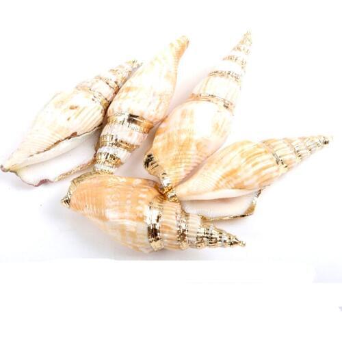 Gold plating Aquarium Beach Nautical DIY Shells Colorful Natural Seashells Decorations Scallop Shells Crafts Decor Ornament 5Pcs