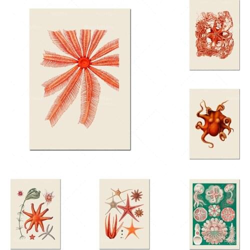 1800s nautical creature wall art, octopus, star fish, starfish, basket star, starfish art, blue shell prints, abstract nautical