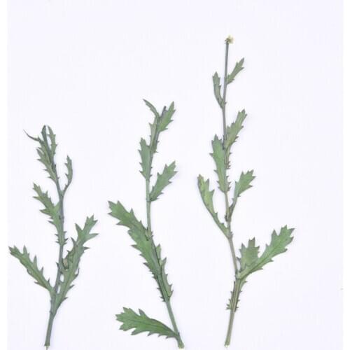 8-12cm/24pcs,Natural Pressed eternal Flowers stem,Real Plant DIY Wedding invitations Craft Bookmark Scented candles Decoration