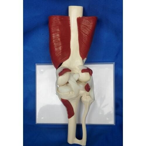 Human Anatomy Skeleton Knee Muscle Life Size Knee Joint Anatomical Model Teaching Resources Supplies