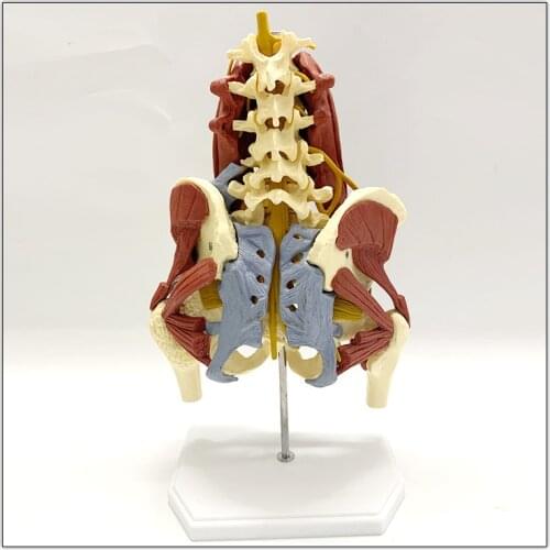 1:1 Life Size Anatomy Lumbar Vertebrae Vital Muscles Pelvic Muscle Model Spine Skeleton Protrusion Intervertebral Disc