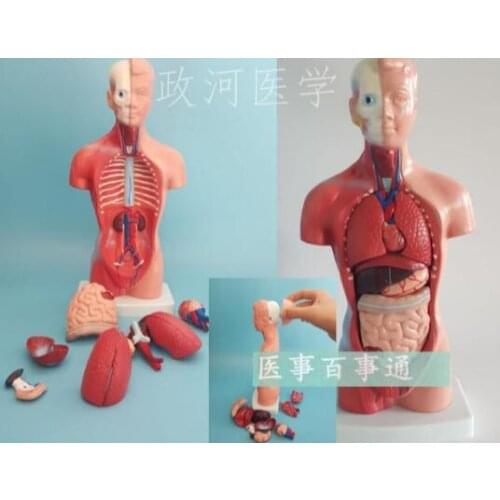 Anatomy model of human internal organs of the trunk of a human body 28CM medical teaching tool skeleton free shipping