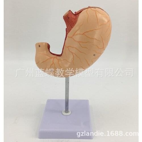 2parts 1:1 Life Size Human Stomach Anatomy Medical Model Coronal Section Medical Classroom Supplies