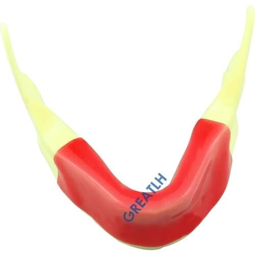 Dental Mandibular jaw model with silicone dentist implant practise model M2027 for practise incision implant suture