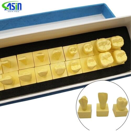 New Arrival 1:1 Permanent Teeth Model With Base dental tooth teeth dentist dentistry anatomical anatomy model