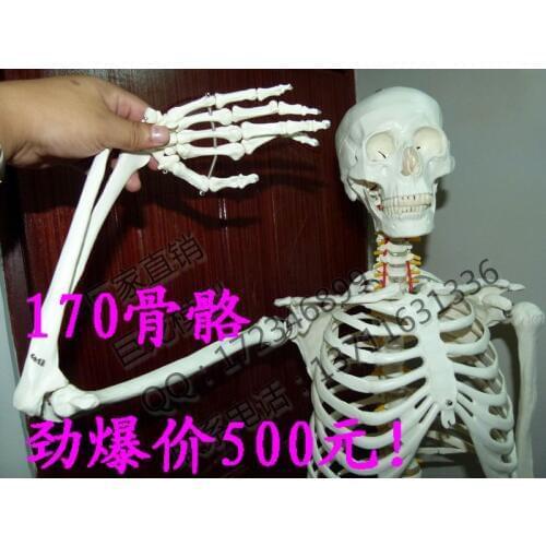 Standard 170cm human skeleton high quality body model big skull skeleton