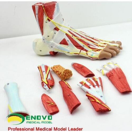 9 parts plantar anatomical structure model Model of nerve, blood vessels and ligaments in the muscles of the foot joint