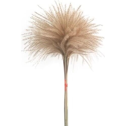 100stems dried flowers pampas grass plants Home decoration feather flower natural phragmites flowers bouquets wedding decor