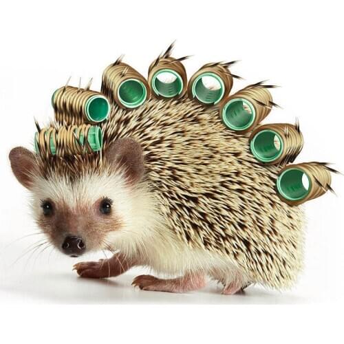 5D Diy diamond painting with bottle Hedgehog picture Rhinestone embroidery cross stitch handmade needlework Home decoration