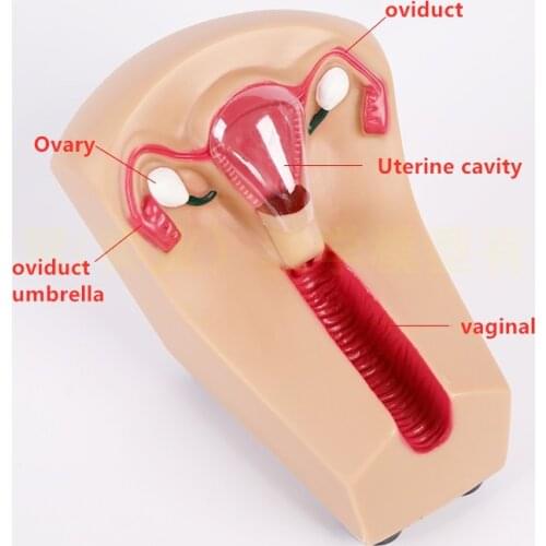 Brand New IUD Training Simulator Female Intrauterine Contraceptive Device Model A