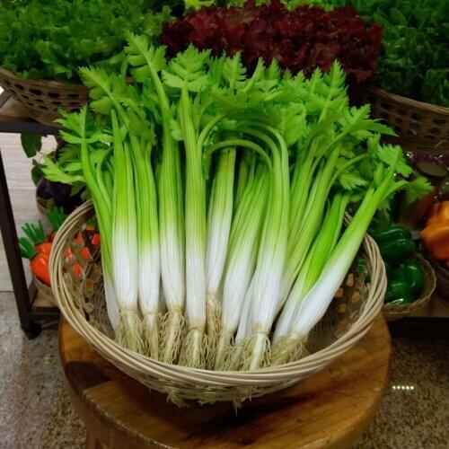 Fake green vegetables props hotel restaurant store shop cabinet kitchen decor smallage celery artificial Vegetables model