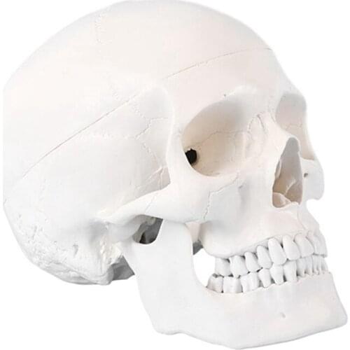 Teaching Model 1:1Life Size Adult Human Skull Model White Removable Skull For Teaching Students