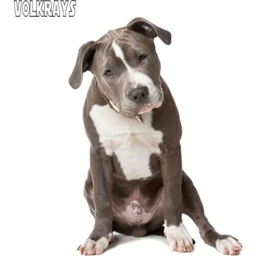 Volkrays Animal Car Sticker American Pit Bull Terrier Dog Staffordshire Contacts Houston Dog Decoration Accessories,17cm*13cm
