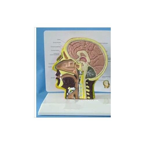 1:1 Human Anatomical Nasal Cavity Throat Anatomy Medical Pathology Model Anatomy Skull Sculpture Head Body Model Muscle Bone