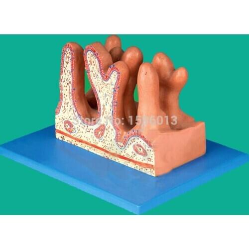 Internal Surface of Jejunum model, Jejunum anatomical model