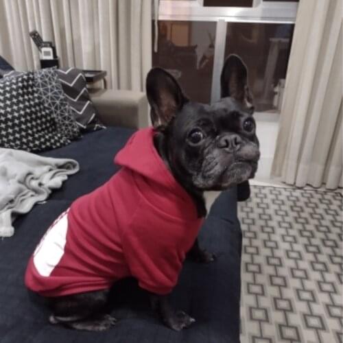 Dog Clothes Fashion Pet Hoodies Costume Spring Medium Large Dogs the Dog Face Sweatshirt for Labrador French Bulldog Clothing